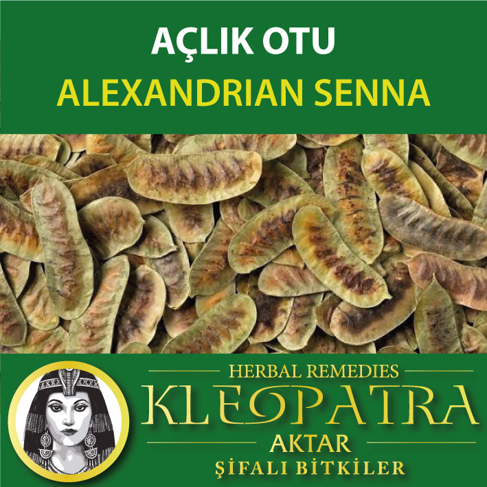 AÇLIK OTU