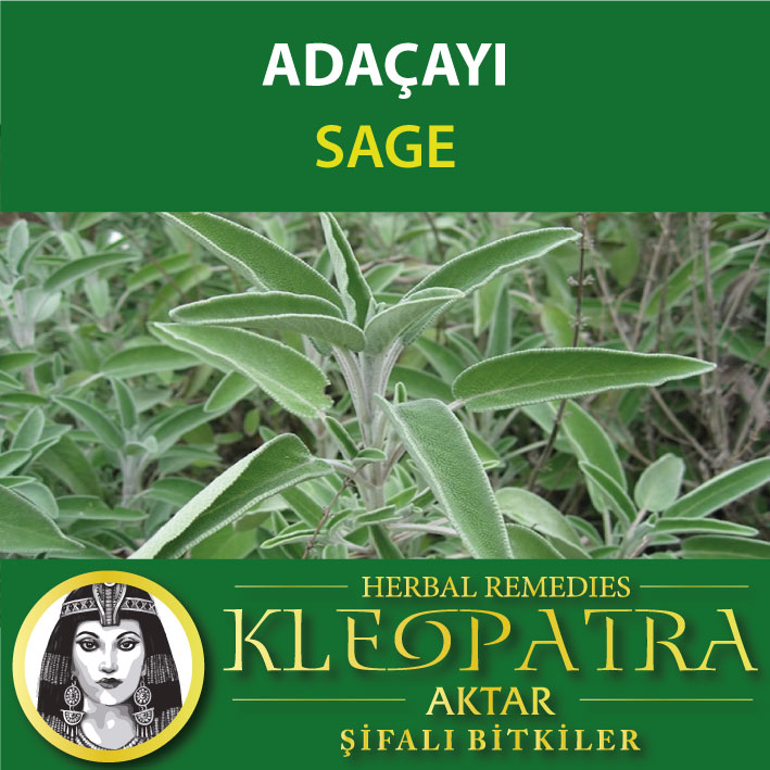 ADAÇAYI