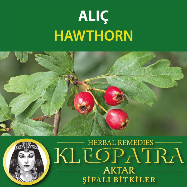 ALIÇ