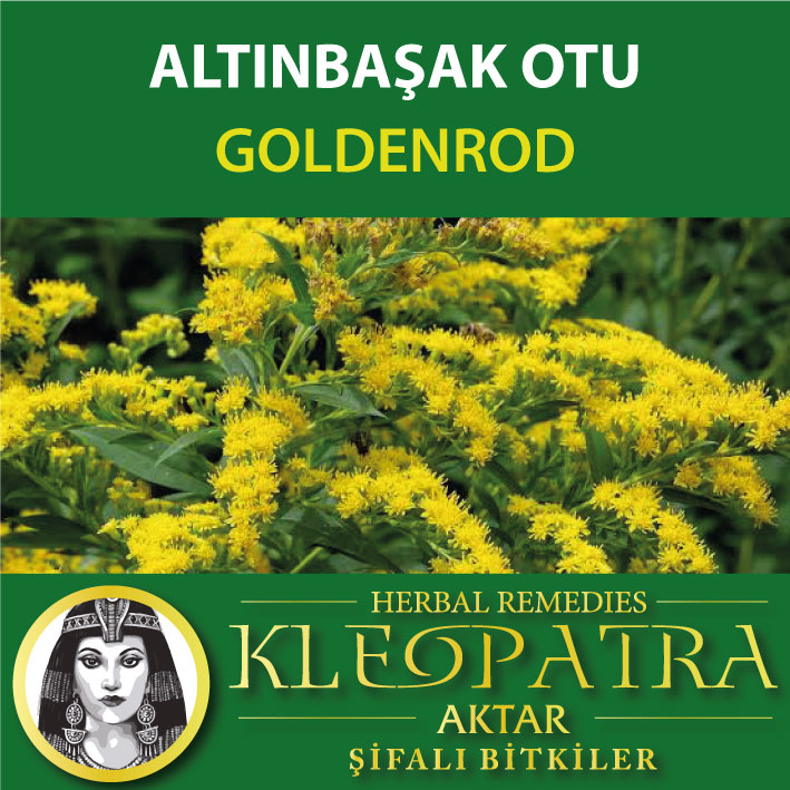 ALTINBAŞAK OTU