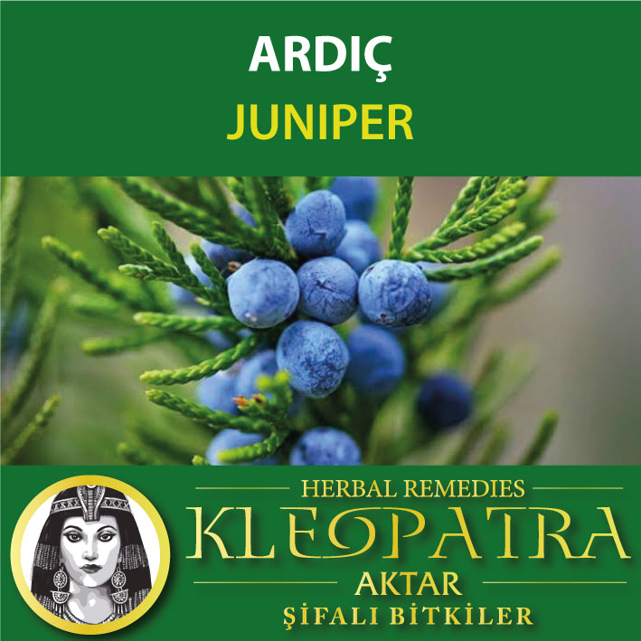 ARDIÇ