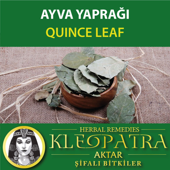 AYVA YAPRAĞI