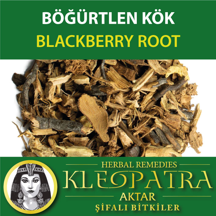 BÖĞÜRTLEN KÖK