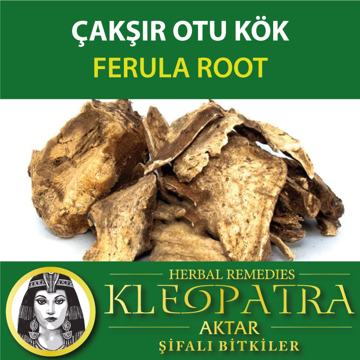 ÇAKŞIR OTU KÖK