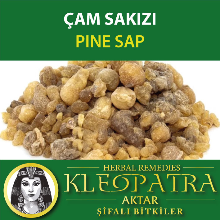 ÇAM SAKIZI