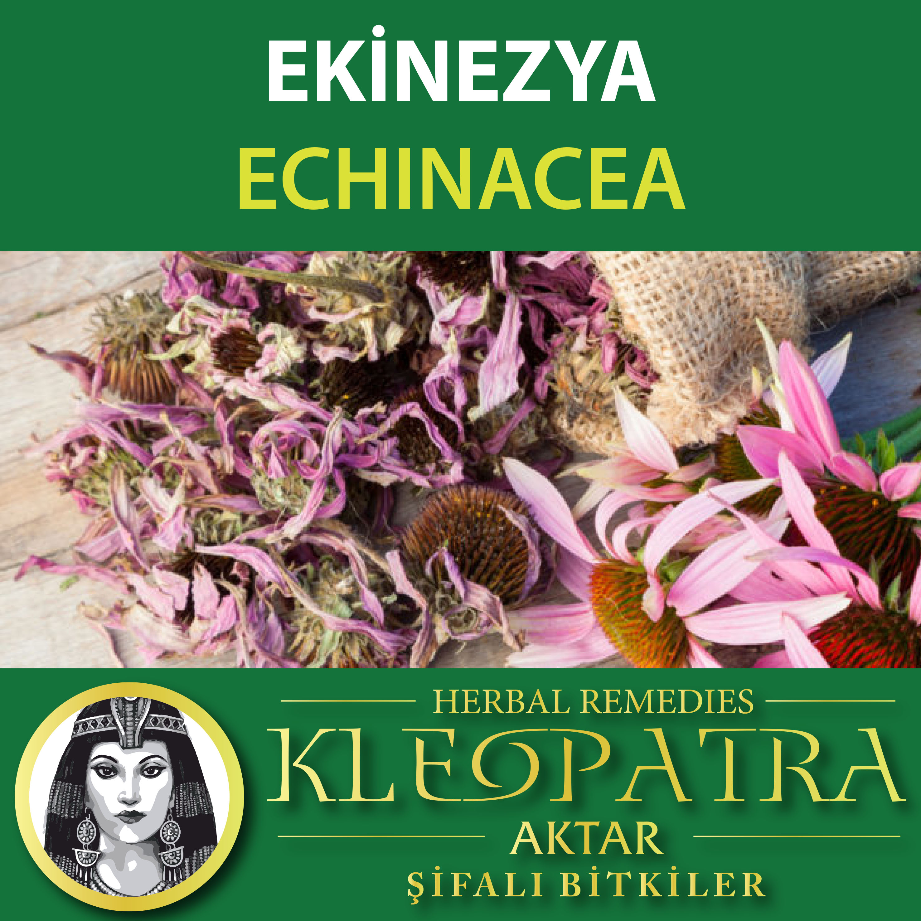 EKİNEZYA