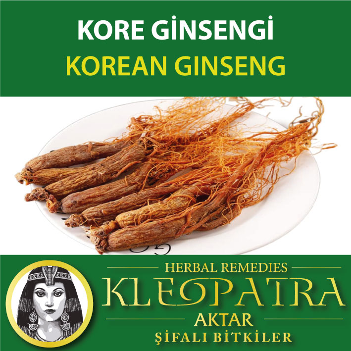 KORE GİNSENGİ