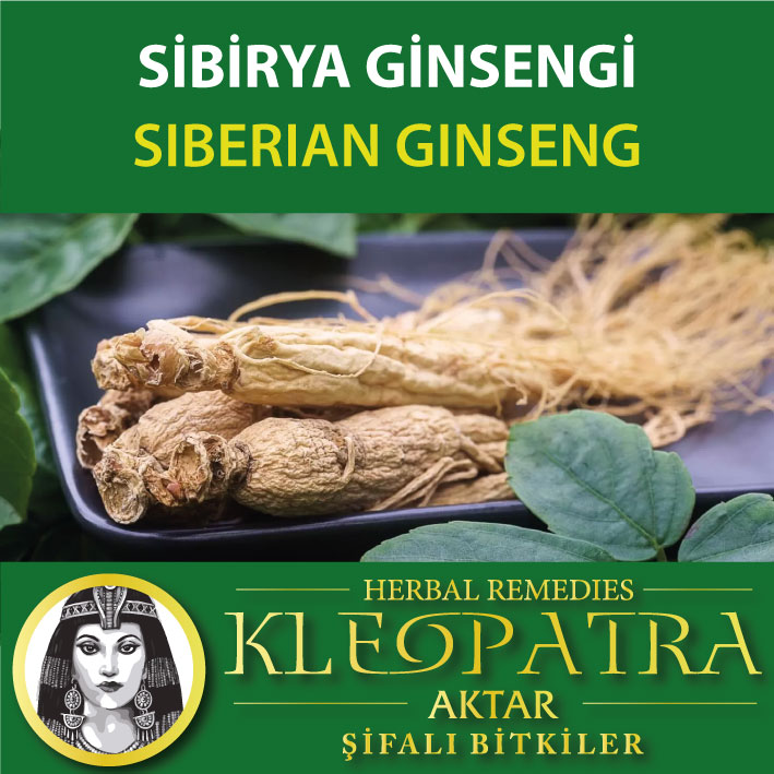 SİBİRYA GİNSENGİ