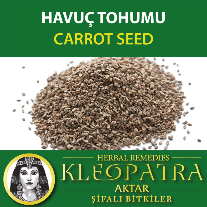 HAVUÇ TOHUMU