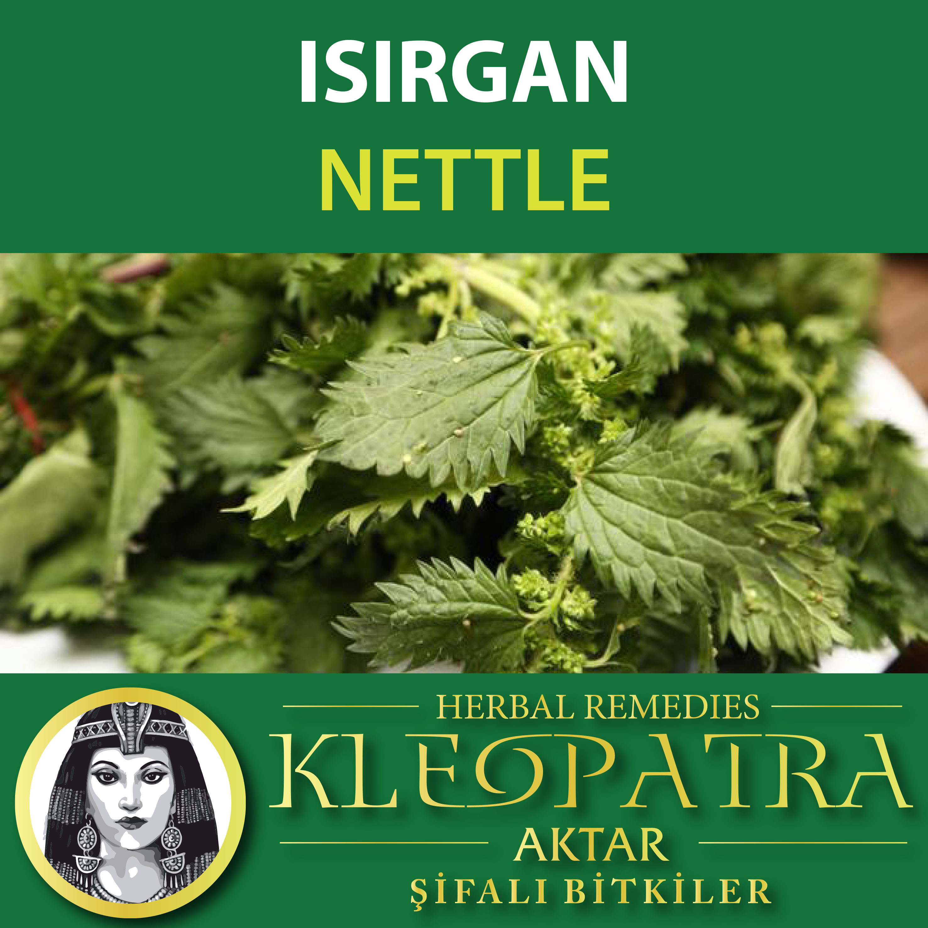 ISIRGAN YAPRAK