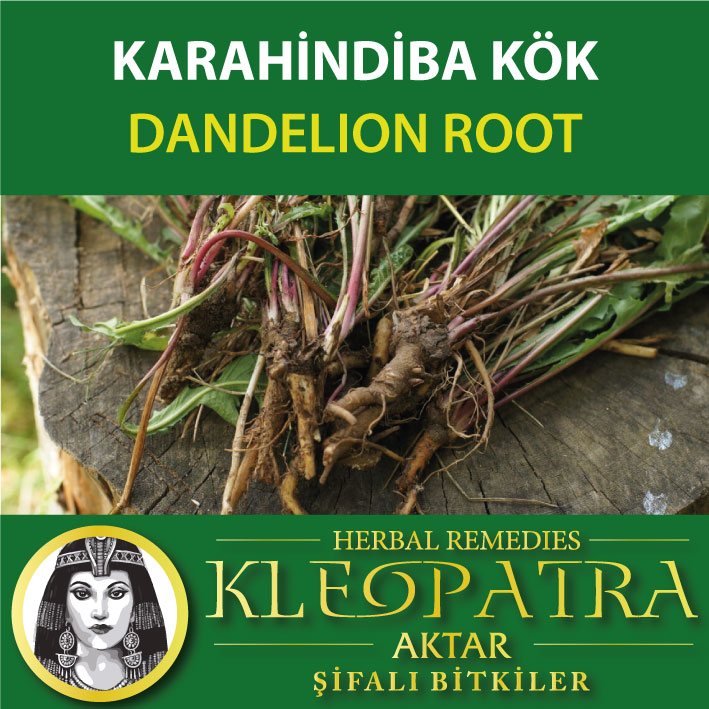 KARAHİNDİBA KÖK
