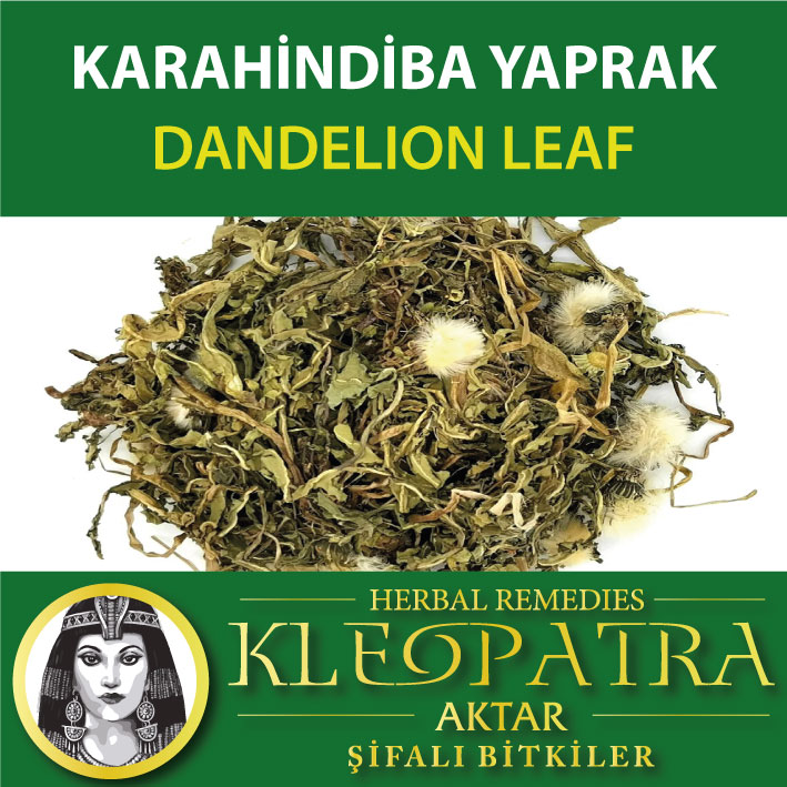 KARAHİNDİBA YAPRAK