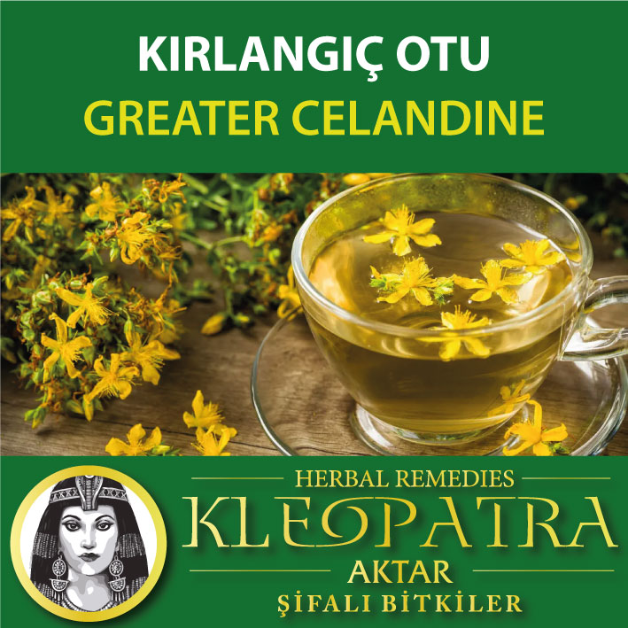 KIRLANGIÇ OTU