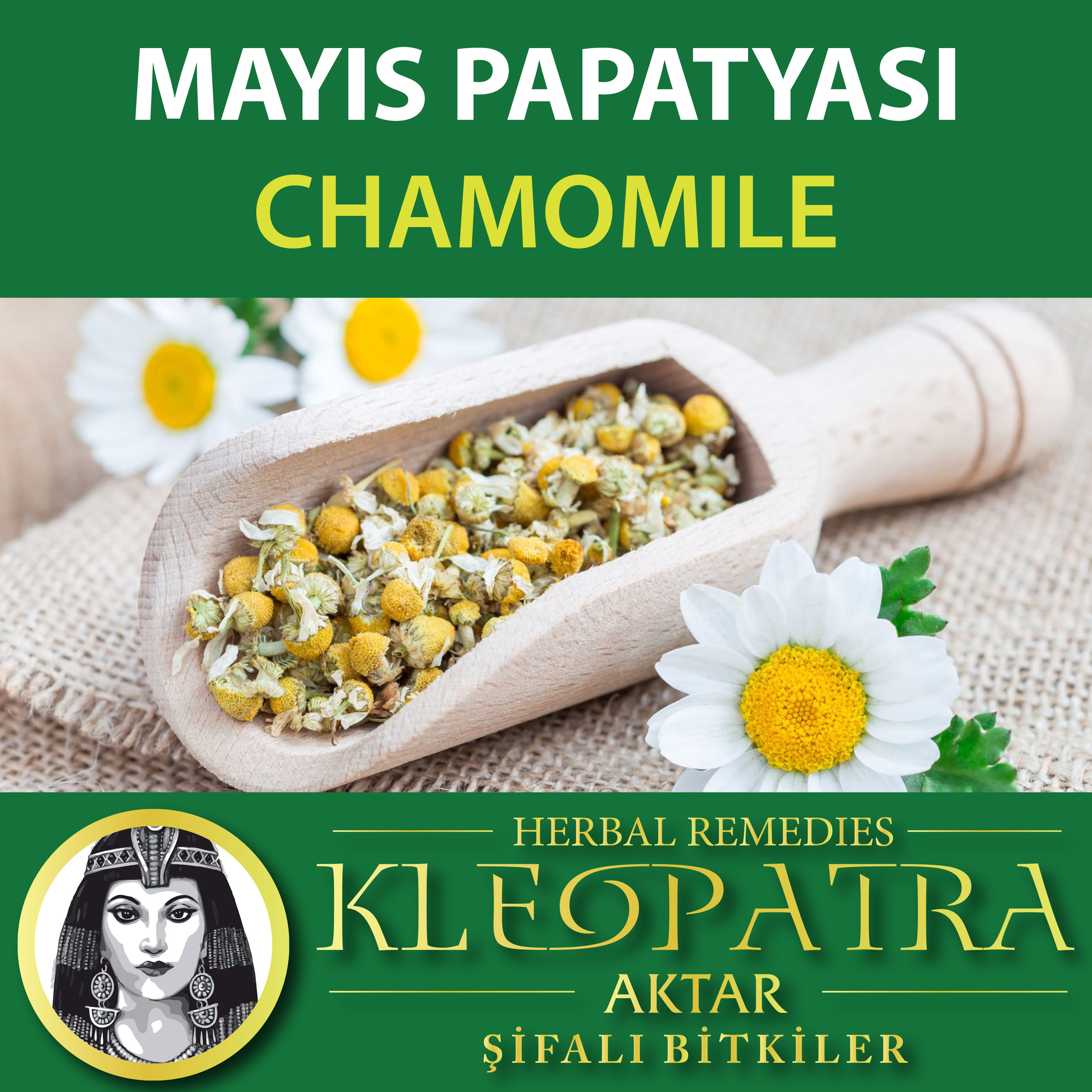 MAYIS PAPATYASI