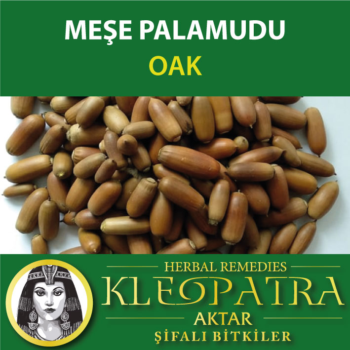 MEŞE PALAMUDU