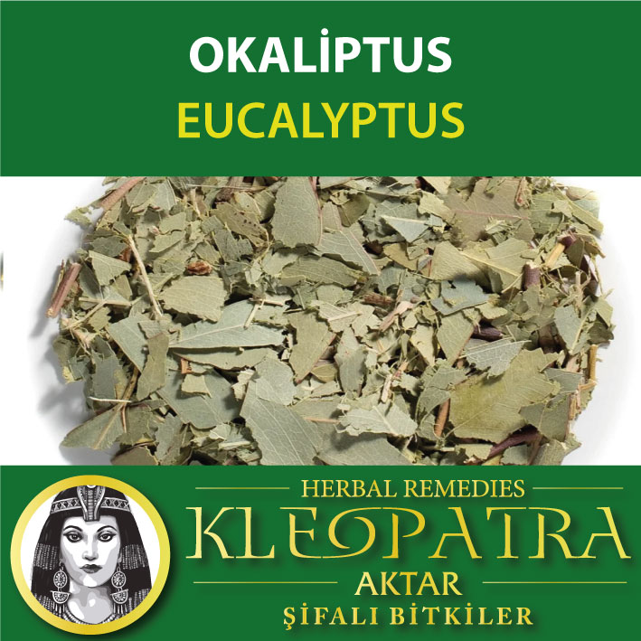 OKALİPTUS