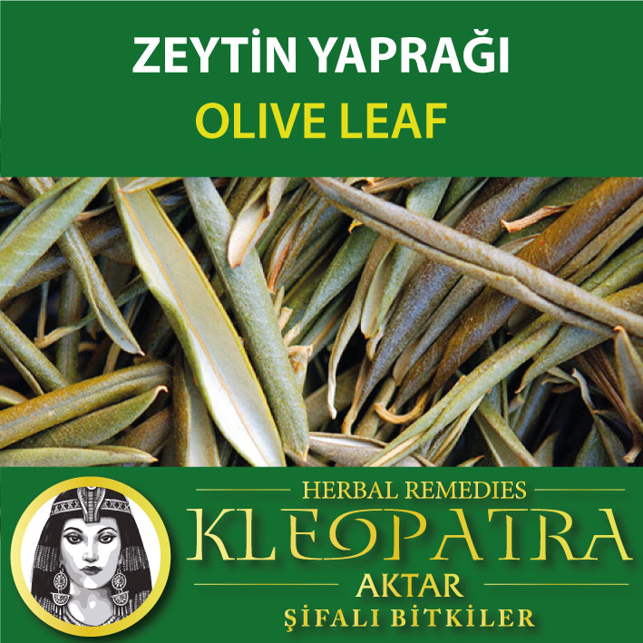 ZEYTİN YAPRAĞI