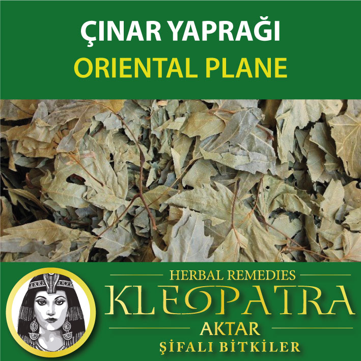 ÇINAR YAPRAĞI