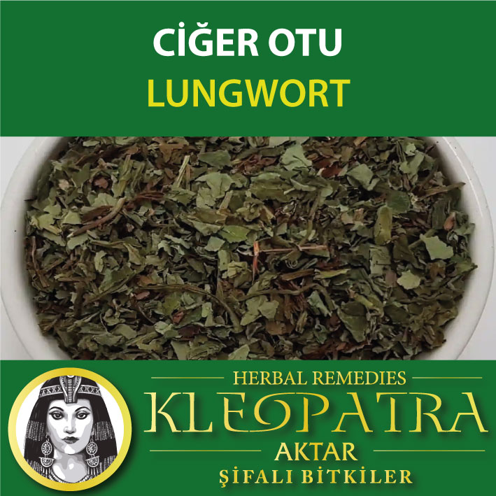 CİĞER OTU