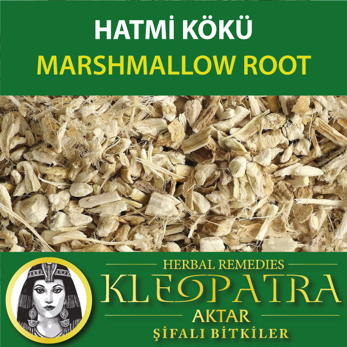 HATMİ KÖKÜ