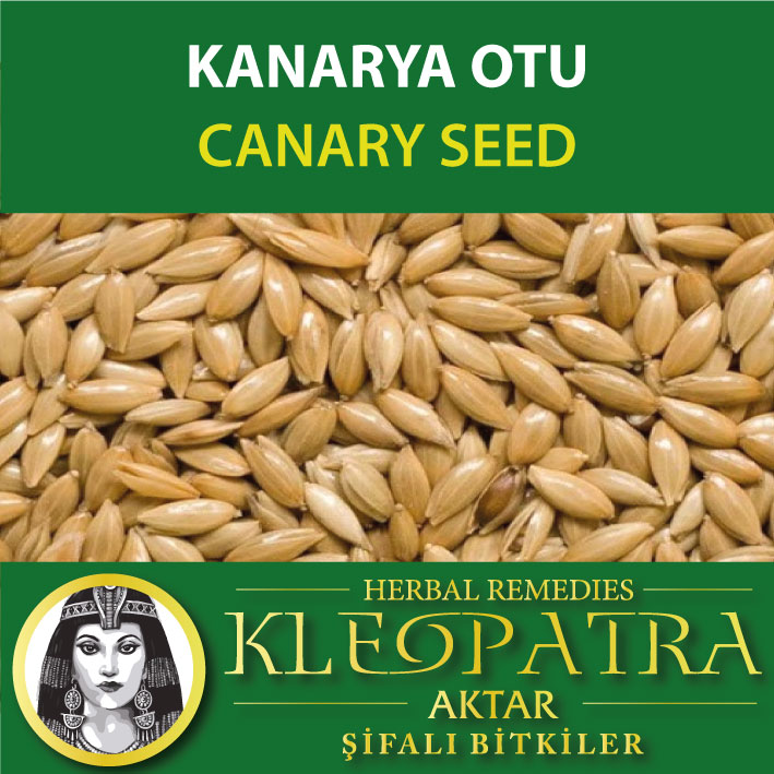 KANARYA OTU