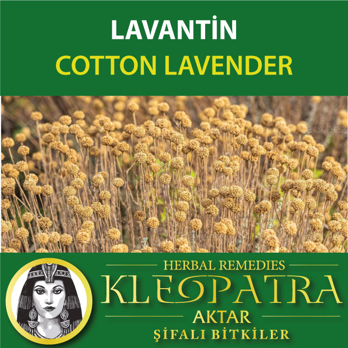 LAVANTİN